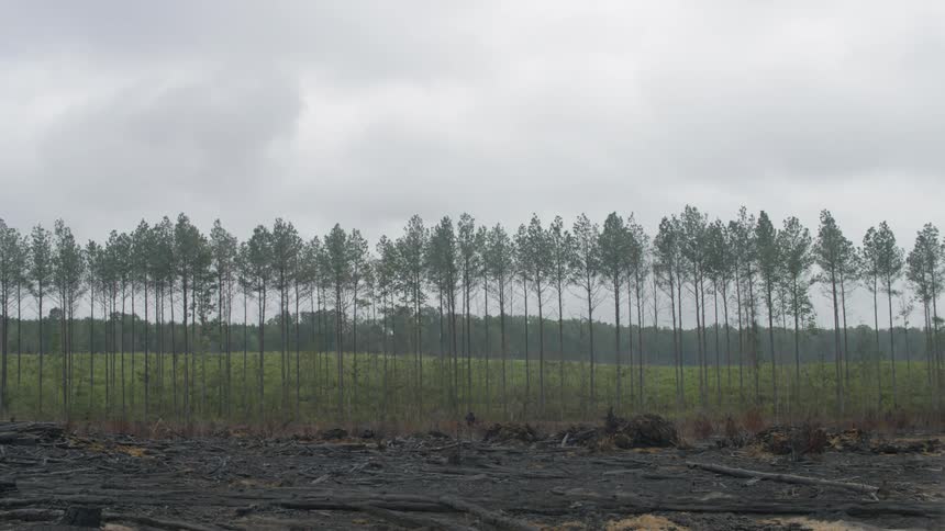 A row of trees grow in a rural field