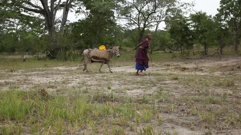 People  herding animals