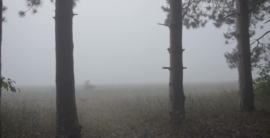 Fog is lingering in a forest clearing during the day