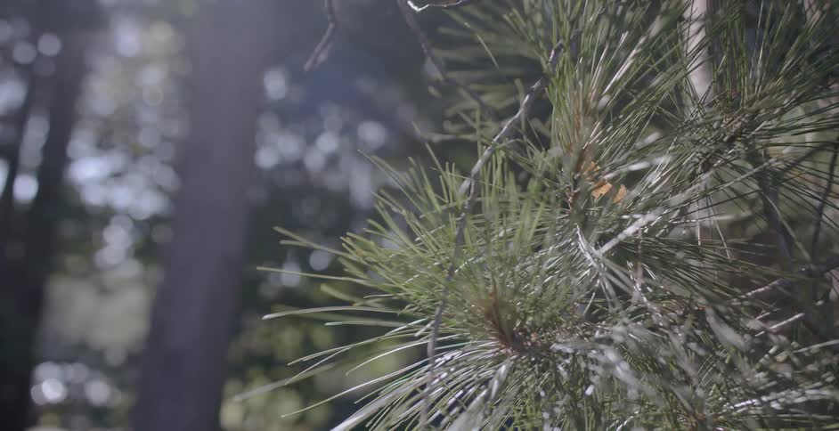 Pine needles on a tree wave in the wind on a sunny day