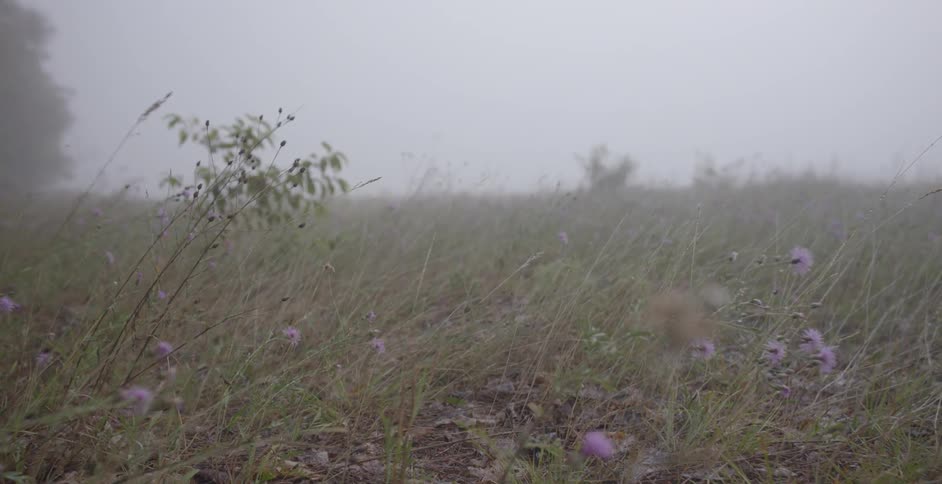 The purple flowers line the grass on a foggy day