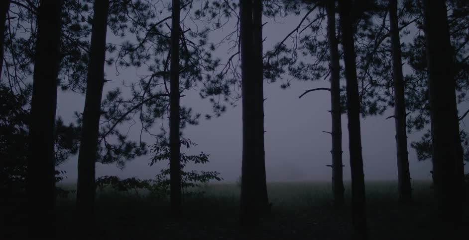 Fog is settling over a forest floor at dawn