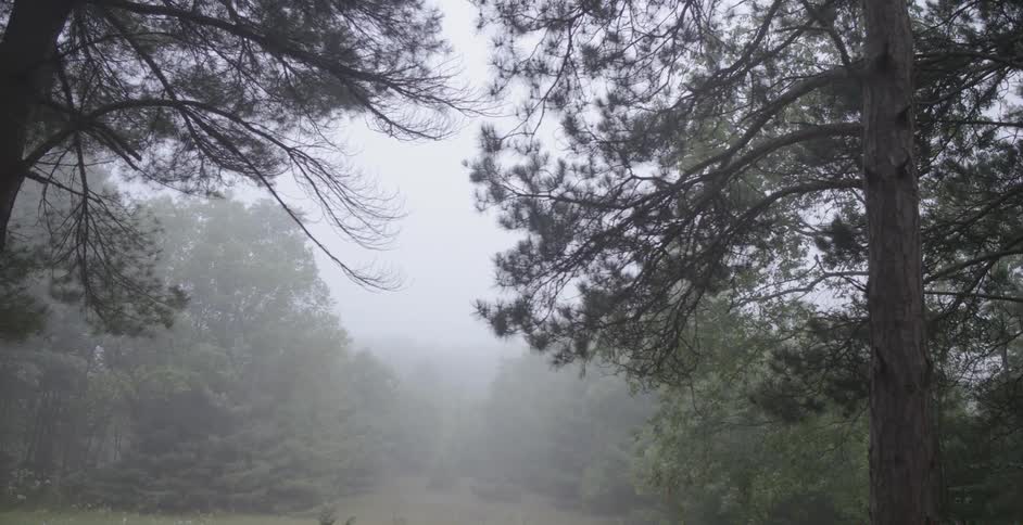 Fog lingers between pine trees in a forest during the day