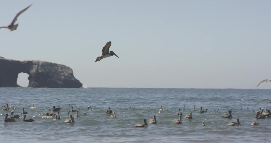 Birds fly above the ocean water on the beach