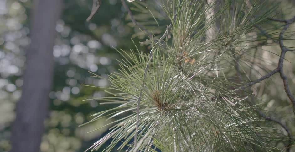 The pine needles on a tree wave in the wind on a sunny day