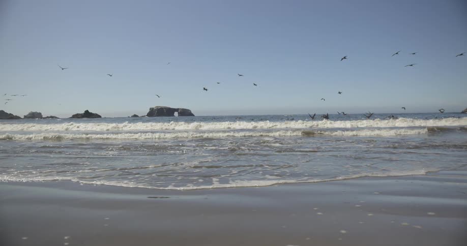 Birds flying over rolling waves