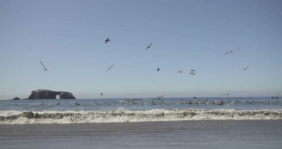Birds circling ocean waves