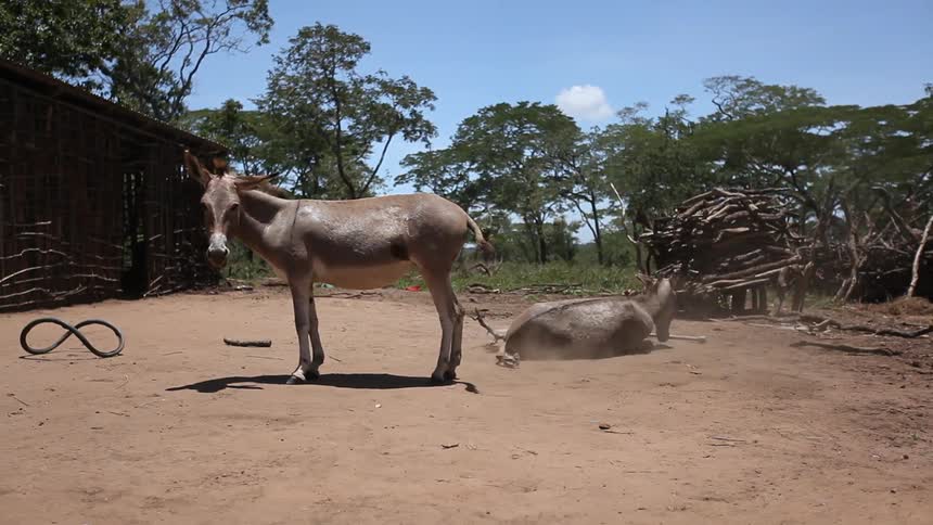 One burro is standing, while another rolls in the dirt, and a child carrying a smaller child passes by