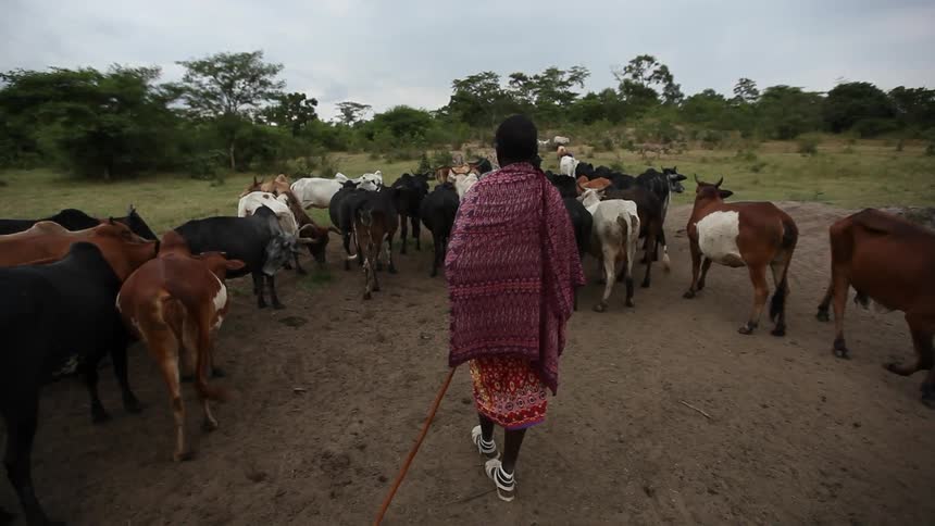 A person herding some farm animals
