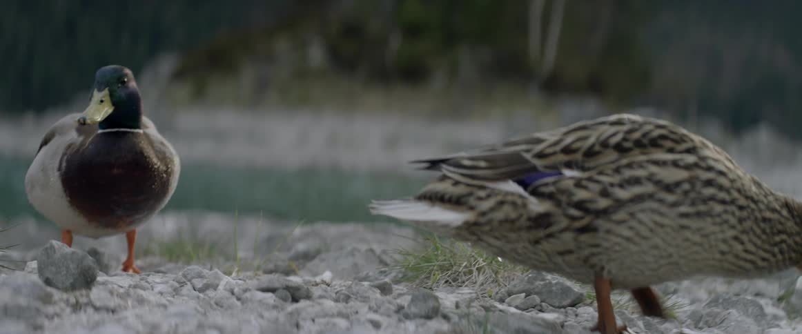 Two ducks waddle by the water
