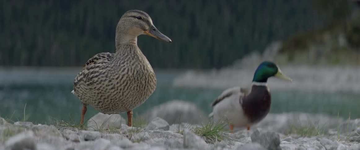 Two ducks peck and waddle by the water