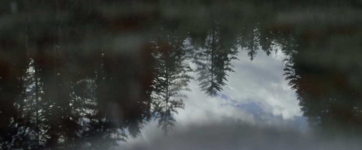 Trees and the sky are reflected in a puddle