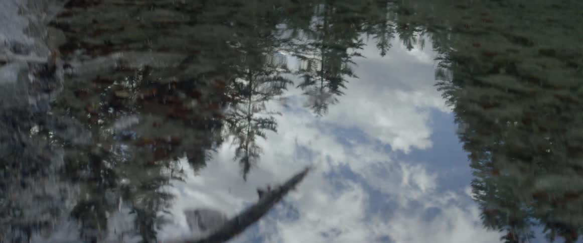 The water is reflecting the trees