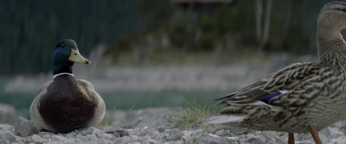 The ducks stand on the rocks by the water