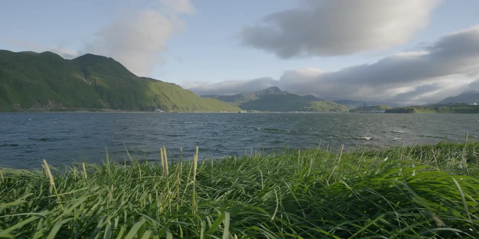 The wind is blowing grass and flowers in a coastal setting on a cloudy day