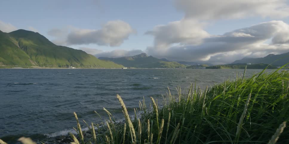Grass blows in the wind by the water