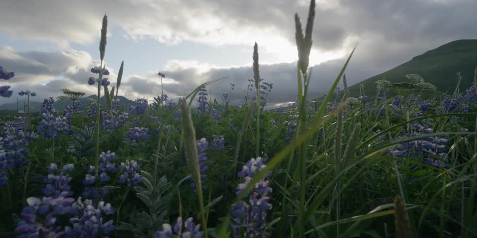 Wind blows through flowers in a mountain field
