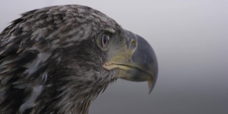 An eagle looks around and flies off