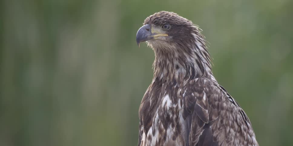 An eagle is turning its head as it surveys its surroundings