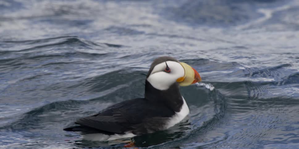 A puffin floats on the water