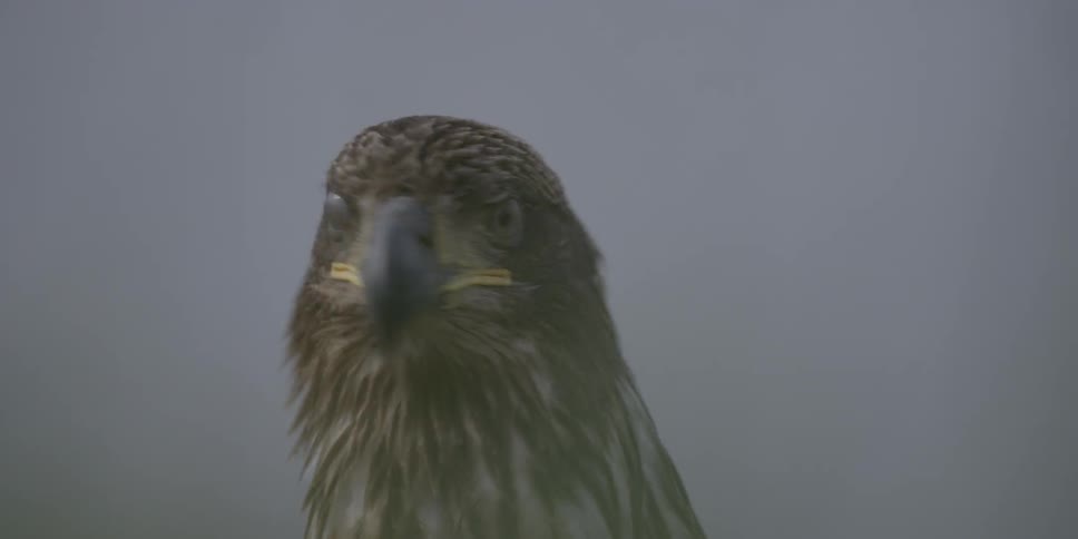 An eagle turns its head as the wind ruffles its feathers
