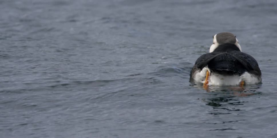 A puffin paddles its feet as it swims in the ocean