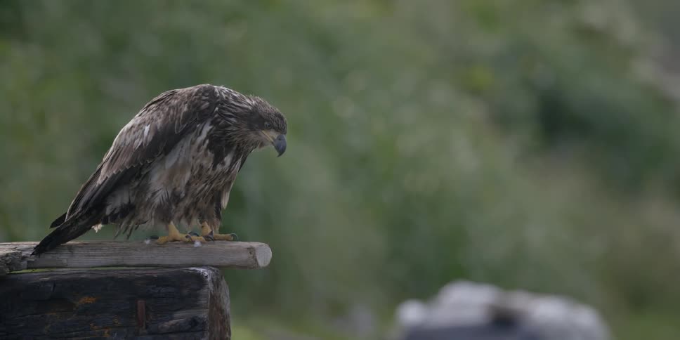 An eagle turns to survey its surroundings as it perches on a post during the day