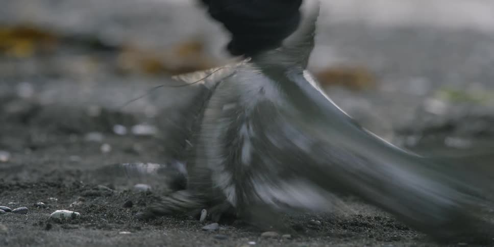 A gloved hand picks up a flopping fish from the ground