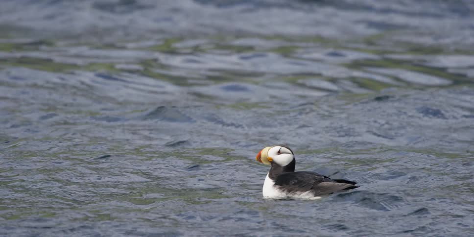 A horned puffin swims in the ocean