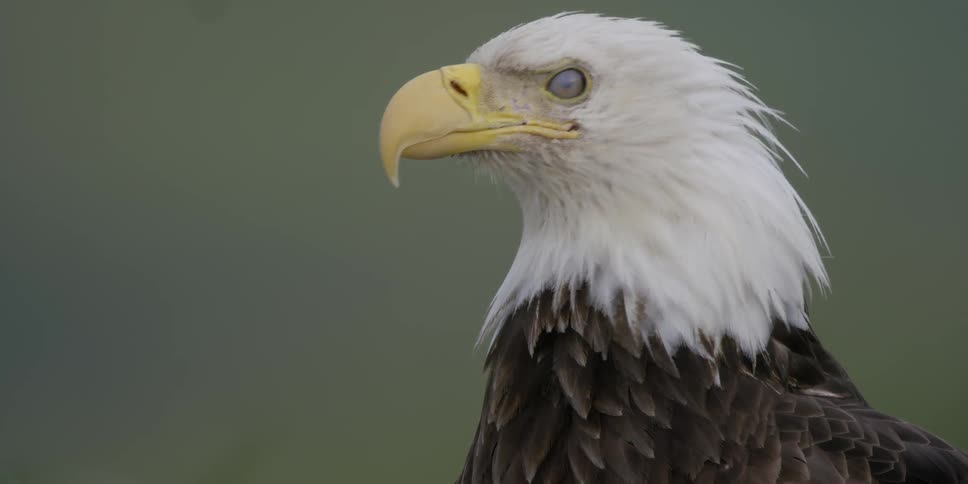 A bald eagle surveys the area around