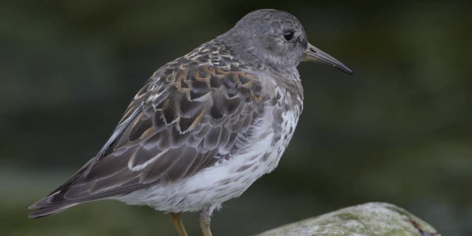 A bird sits perched on a rock