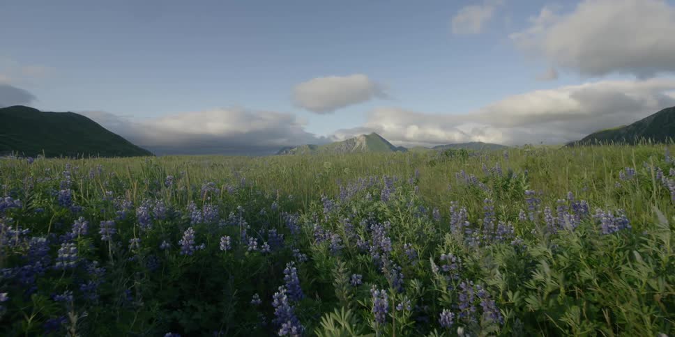 Purple flowers and grass blow in the breeze