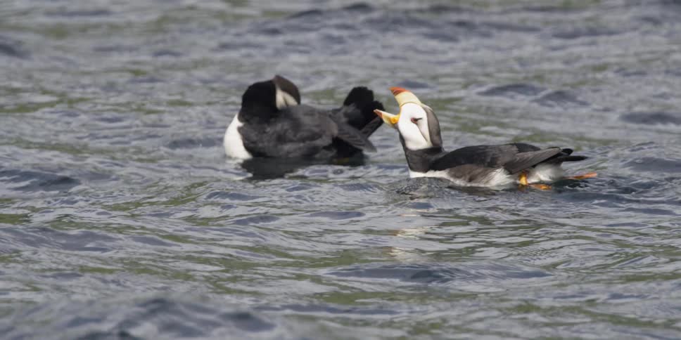 Puffins float on the water