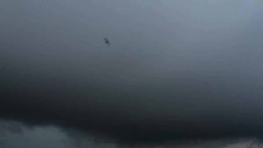 Birds flying against a very dark cloudy sky