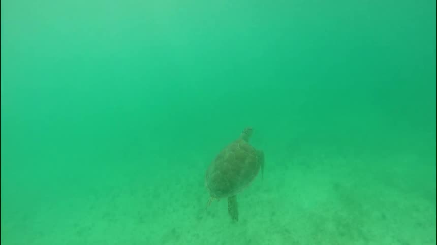 A turtle swimming in water