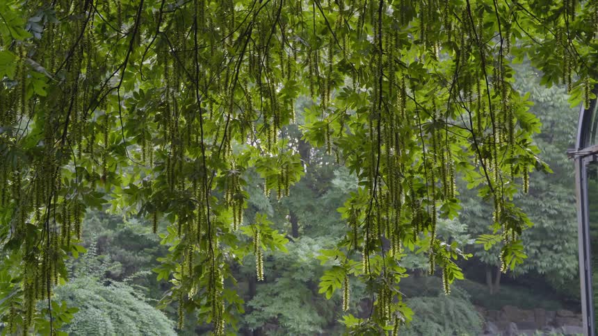 Leaves from trees hanging down from branches