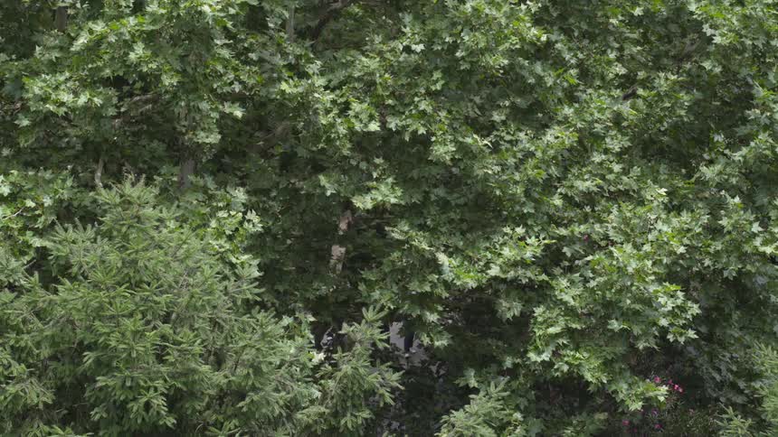 Green leaved trees cover over a walking trail