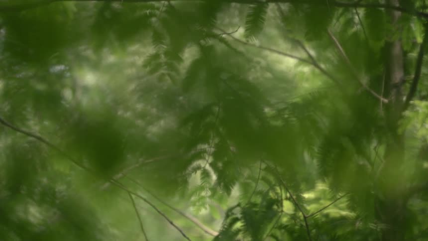 Tree branches and leaves sway in the breeze