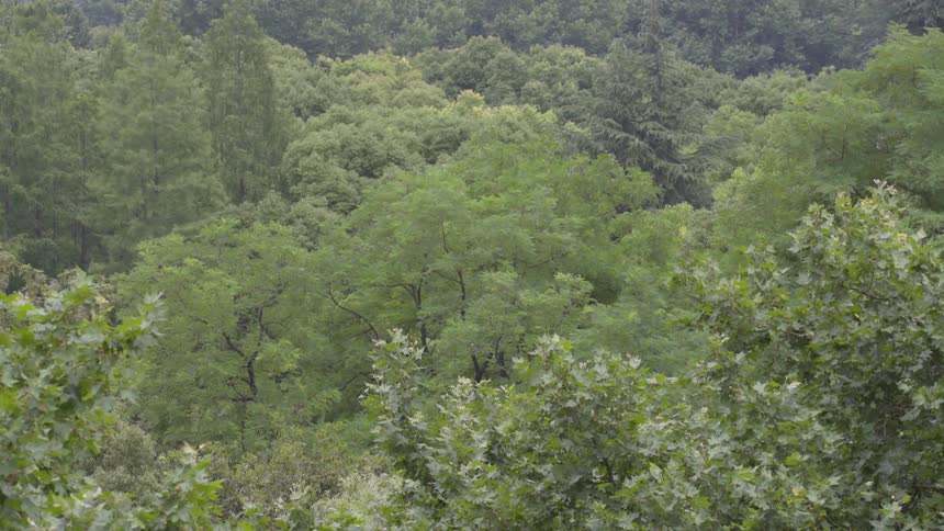 The top of the tree line of a forest