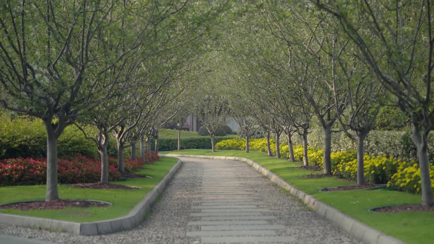 A paved tree-lined pathway