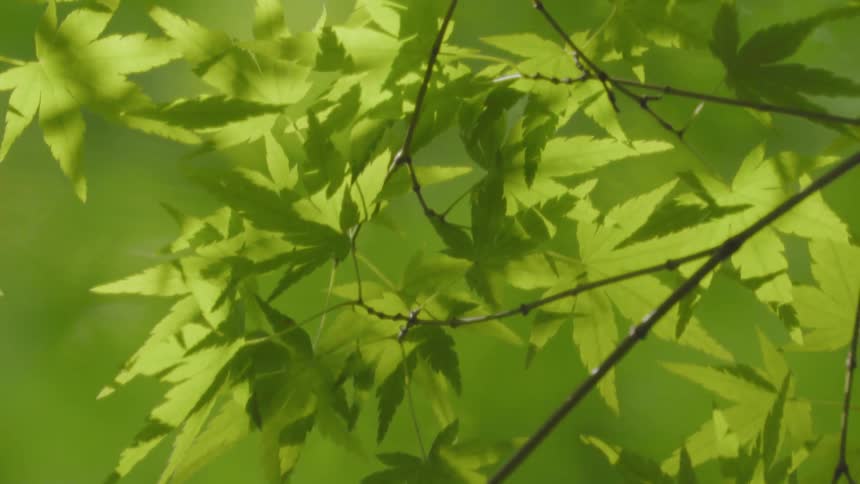 Leaves and branches sway in the breeze./