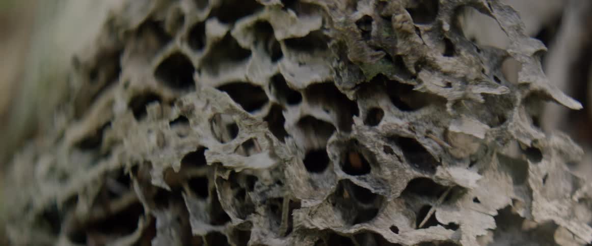 Old abandoned honeycomb outside during the day
