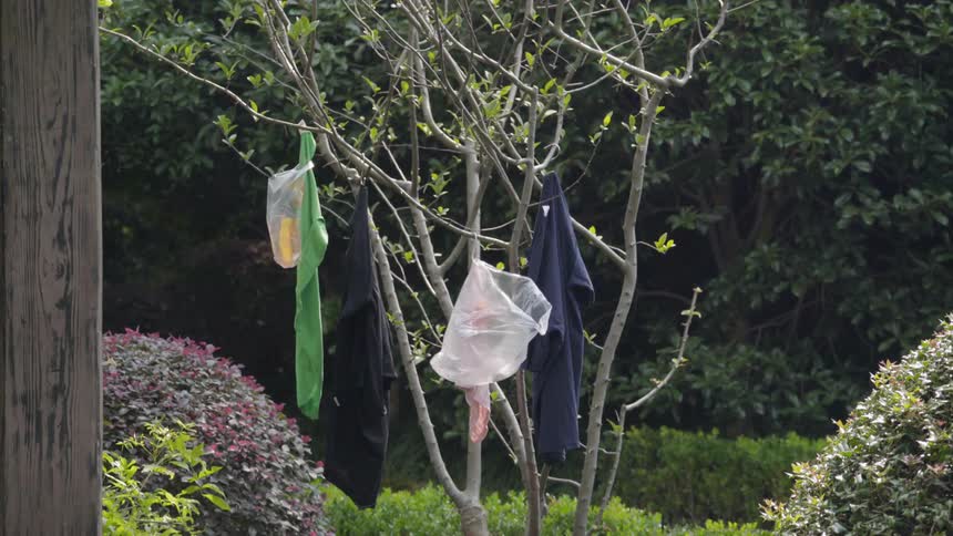 Bags hanging off small tree branches