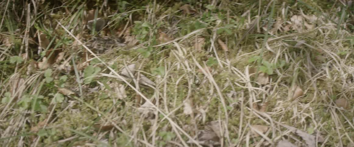 Reptile slithers through the grass