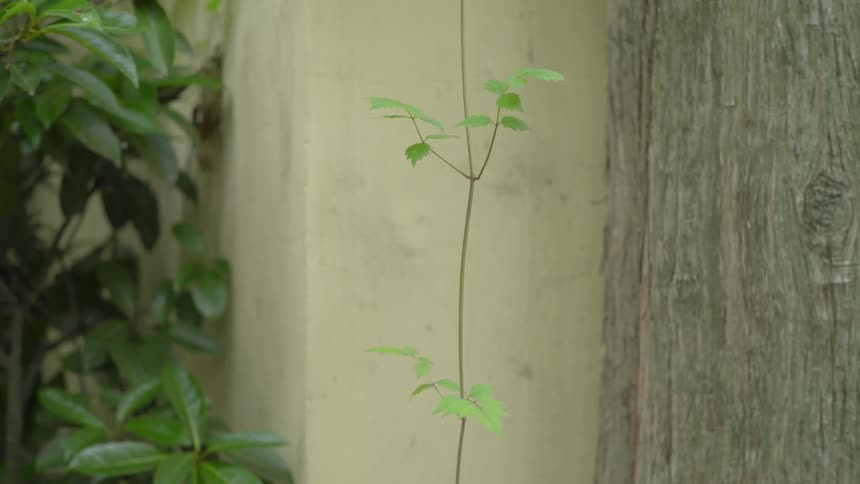 A vine from a plant is swaying in the breeze outside a building during the day