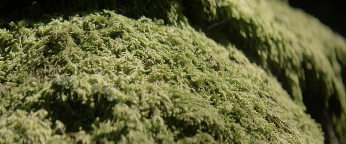 Moss is growing on a surface in daylight