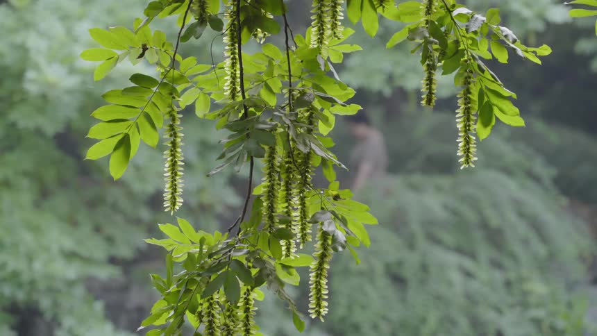 Green leaves hang off of a hanging tree branch