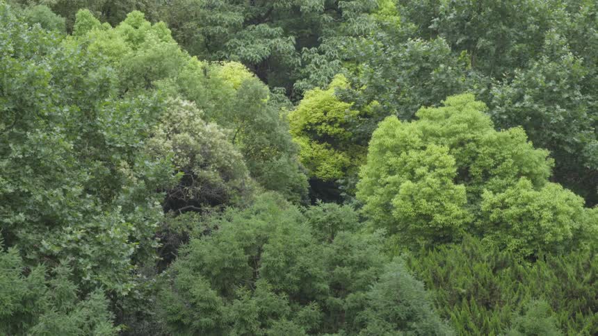 Tall trees tower in the forest