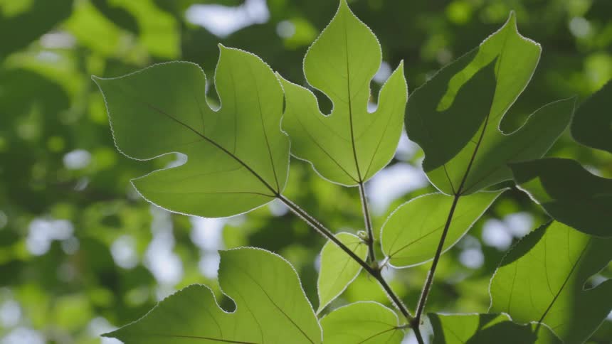 Leaves grow on a tree branch