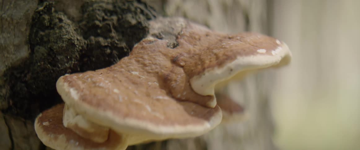 Fungus grows on the trunk of a tree